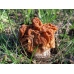 Мицелий Строчка обыкновенного (Gyromitra esculenta)